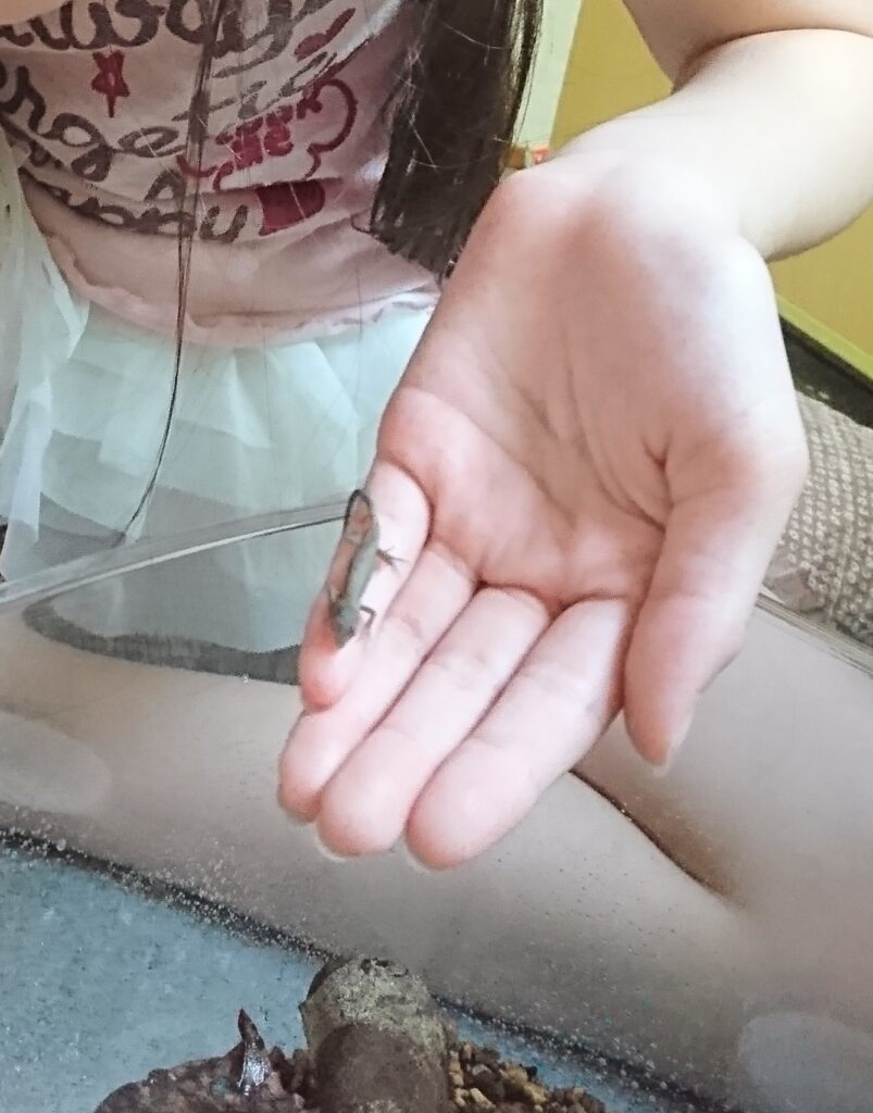 カナヘビ なつく