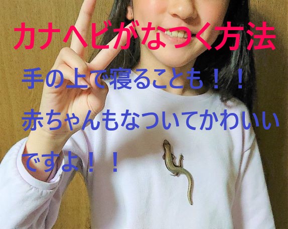 カナヘビなつく方法