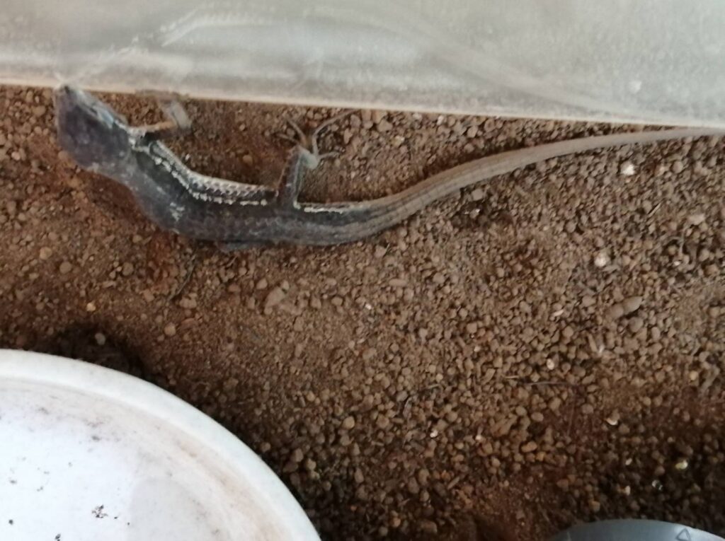 カナヘビ