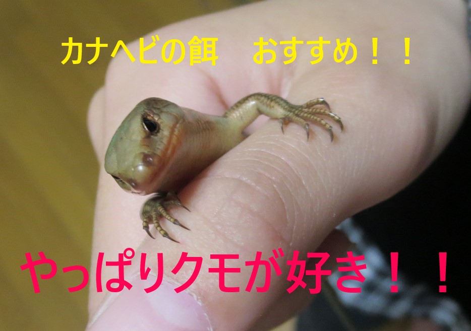 カナヘビの餌